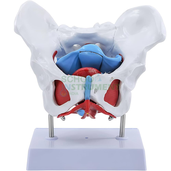 Female Pelvic Muscles and Organs